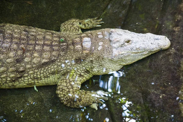 Egy Krokodil Fénykép Elvett Ban Berlini Állatkert — Stock Fotó