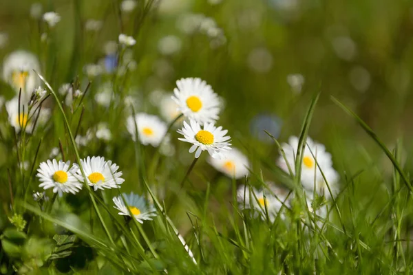 Маленька Ромашкова Квітка Зеленому Сільському Лузі Дрібним Фокусом Природного Весняного — стокове фото
