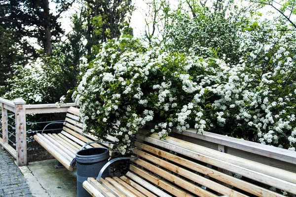 Vårblommor Gröna Parken Tidigt Morgonen — Stockfoto