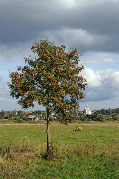 Lonely Mountain Ash Tree Meadow Medieval Russian Town Suzdal Horizon — Stock Photo, Image