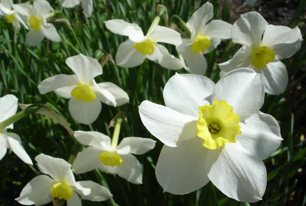 Цветы Поляне Нарциссы — стоковое фото