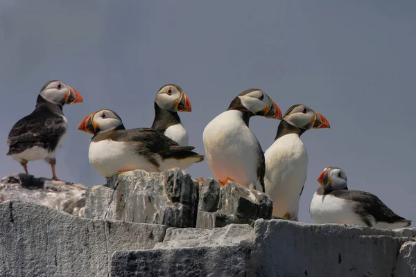 Puffiny Shromažďují Vrcholu Útesu Farnské Ostrovy Northumberland Anglie Jejich Letní — Stock fotografie