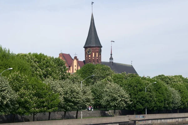 Turm Mit Stunden Pro Stadt Kaliningrad — Stockfoto