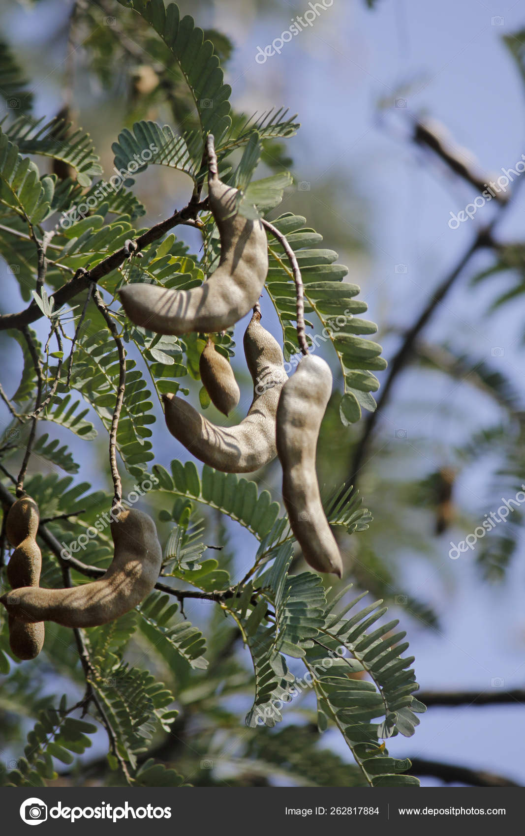 857 Tamarindus Indica Pictures Tamarindus Indica Stock Photos Images Depositphotos 857 Tamarindus Indica Pictures Tamarindus Indica Stock Photos Images Depositphotos