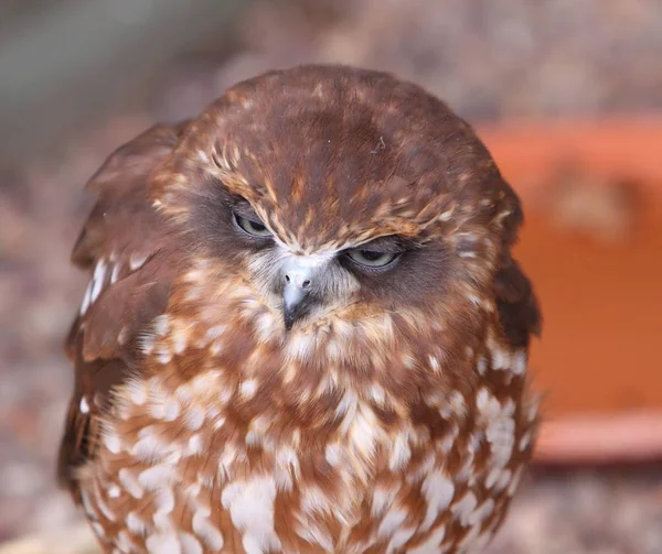 Owl bird on background,close up