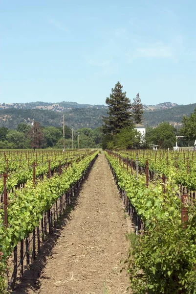 Estados Unidos California Napa Valley — Foto de Stock