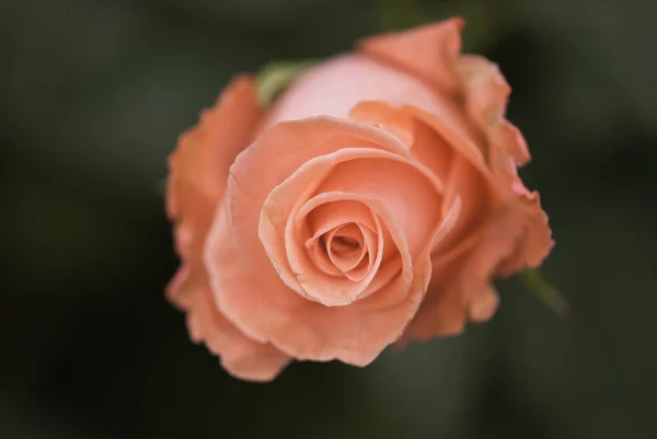 Rosa Roja Jardín Toscano Italia — Foto de Stock