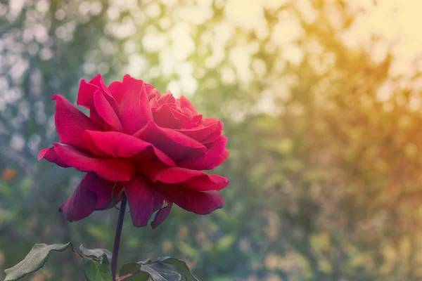 Flor Vermelha Rosa Condolências Fundo Para Simpatia Cartão Saudação Para — Fotografia de Stock