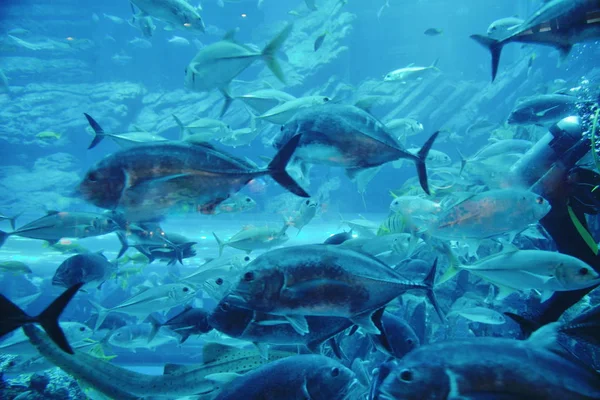 青い背景海水中水族館サンゴ礁と魚 — ストック写真