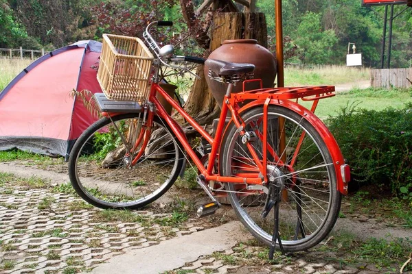 Gamle Røde Cykler Kurvtræer Haven - Stock-foto