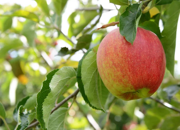 Zbliżenie Różowo Czerwone Jabłko Gotowe Odbioru Oddziału Zbiorów — Zdjęcie stockowe