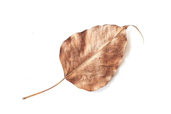 Vena Hoja Bodhi Aislada Sobre Fondo Blanco — Foto de Stock