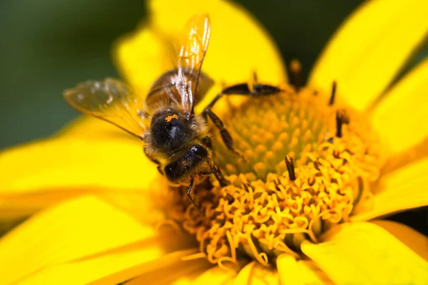 Honigbiene Oder Apis Mellifera Sammeln Sommer Fleißig Nektar Und Pollen — Stockfoto