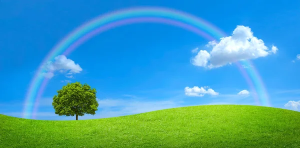 Panorama Champ Vert Avec Grand Arbre Arc Ciel Dans Ciel — Photo