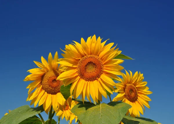 Verse Gouden Zonnebloemen Onder Blauwe Hemel — Stockfoto