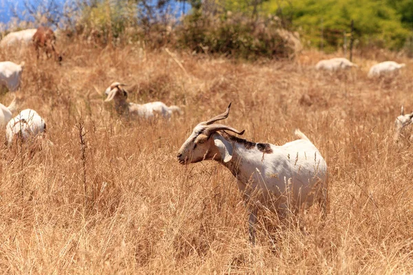 Las Cabras Agrupan Largo Una Ladera Con Montañas Saddleback Distancia — Foto de Stock