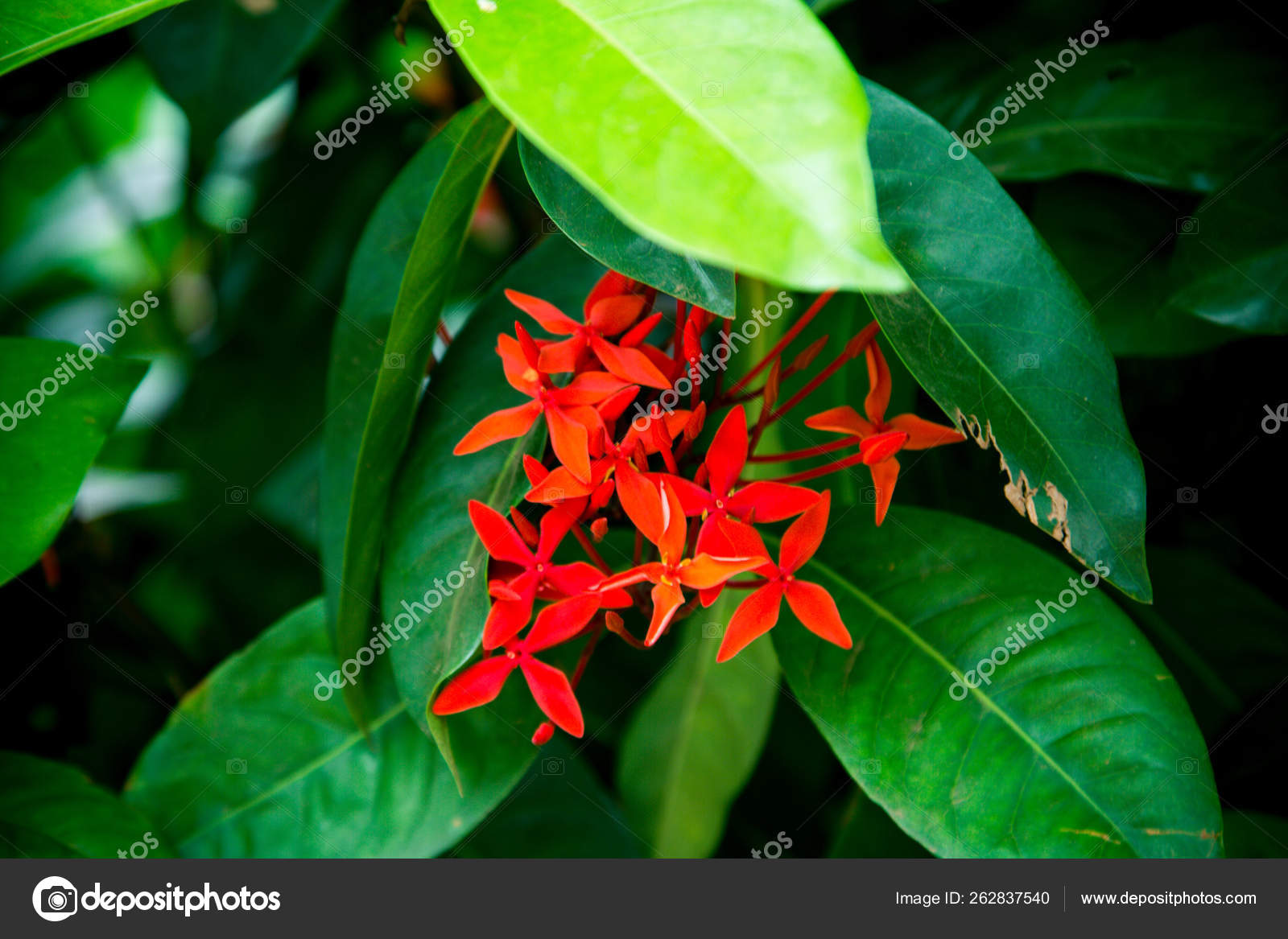 蜘蛛花菊科花金黄色葡萄球菌 图库照片 C Yayimages 蜘蛛花菊科花金黄色葡萄球菌 图库照片 C Yayimages