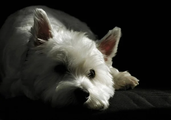 Portret West Highland Terrier Czarnym — Zdjęcie stockowe