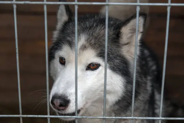 Husky Siberiano Triste Uma Jaula — Fotografia de Stock