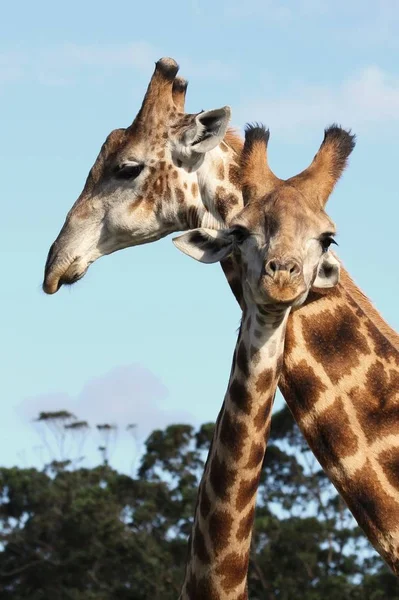 Par Jirafas África Frotando Cuellos — Foto de Stock