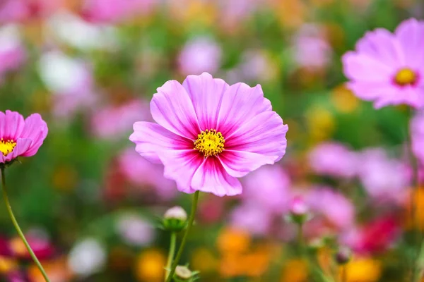 Flor Cosmos Colorido Florescendo Campo Foco Suave — Fotografia de Stock