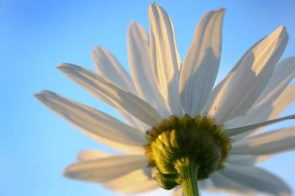 chamomile flower, sky blue, daisy plant, flowering daisies, calyx, petals are white, an annual plant, stem green, inflorescence beautiful