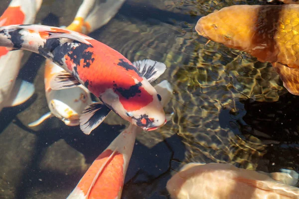 Koi Fische Cyprinus Carpio Haematopterus Fressen Einem Koi Teich Japan — Stockfoto