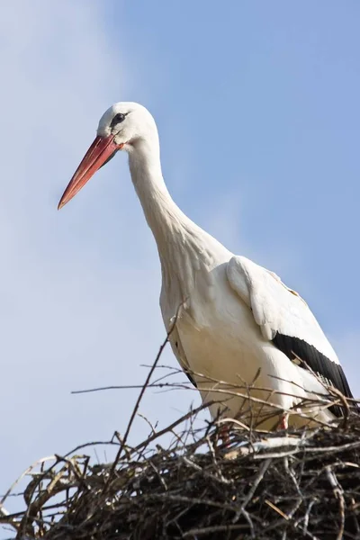 春に巣の上に立つヨーロッパの白いコウノトリ — ストック写真