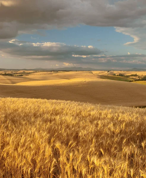 Пшеничные Поля Palouse Range Clouds Лата Каунти Айдахо Сша — стоковое фото