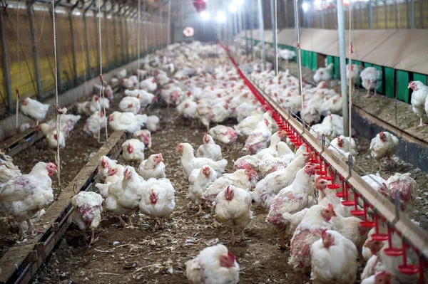 Pollo Enfermo Pollo Triste Granja Epidemia Gripe Aviar Problemas Salud — Foto de Stock