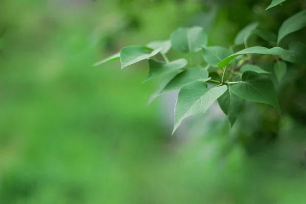 Folhas Lilás Sobre Fundo Verde Folhas Primeiro Plano Parcialmente Zona — Fotografia de Stock