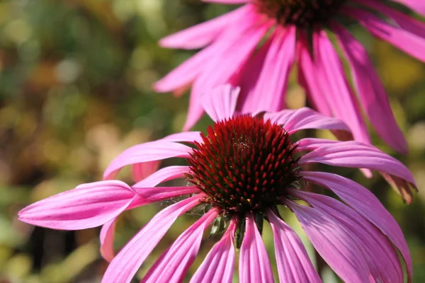 Close View Beautiful Flower — Stock Photo, Image