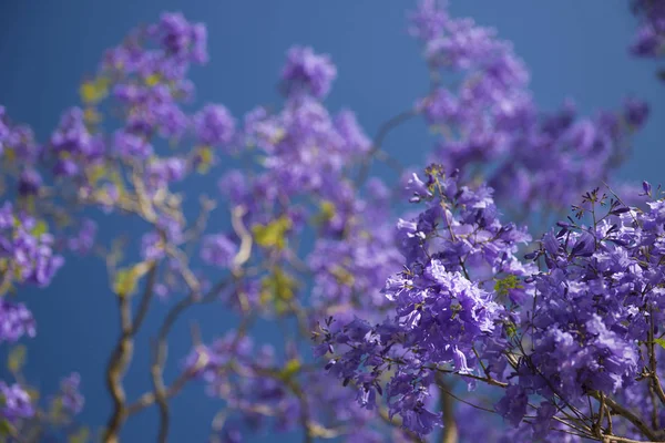 Beautiful deep purple coloured jacaranda tree in bloom in Brisbane, Queensland.