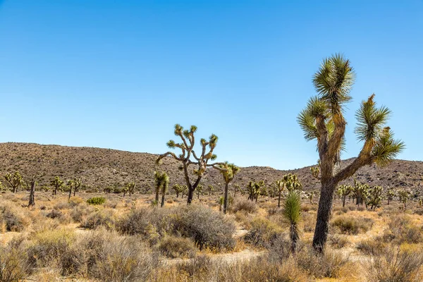 Joshua Tree National Park Vast Protected Area Southern California Characterized — Stock Photo, Image