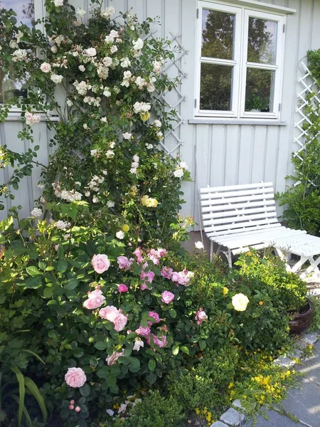 Vacker Trädgård Våren Bakgrund — Stockfoto
