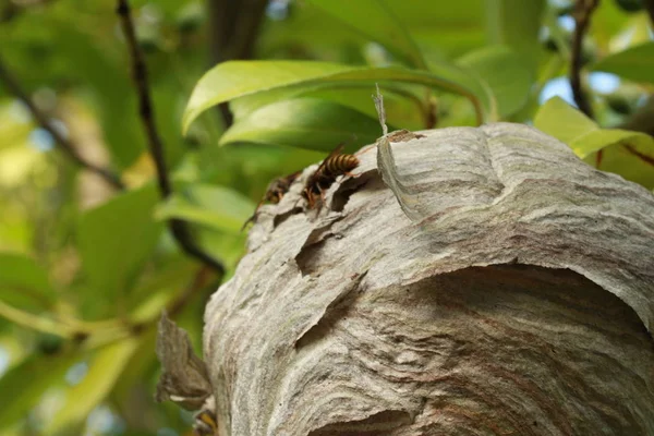 Gerçek Bir Yaşam Çalışma Cambridgeshire Kırsal Ngiltere Ingiltere Wasp Yuva — Stok fotoğraf