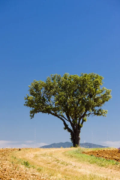 Lonely Tree Prowansja Francja — Zdjęcie stockowe
