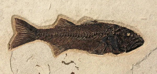 Fisk Fossil Inbäddad Klippa — Stockfoto