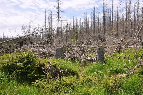 Medio Ambiente Dañado Bosque Destruido Por Escarabajo Corteza —  Fotos de Stock