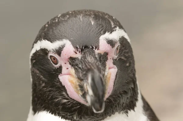 Magellán Pingvin Antarktiszi Területek — Stock Fotó