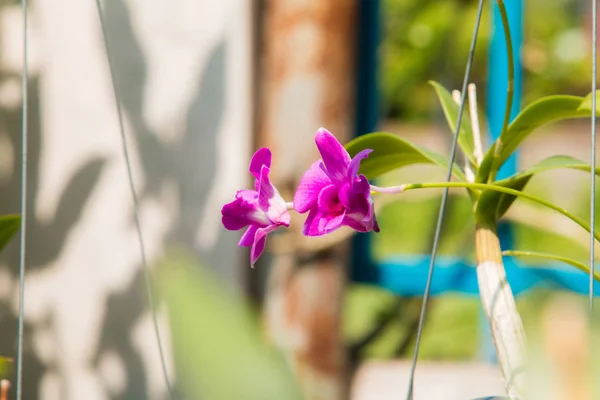 Hermosas Flores Orquídea Jardín Naturaleza Tailandia: fotografía de stock ©  YAYImages #260196084 | Depositphotos