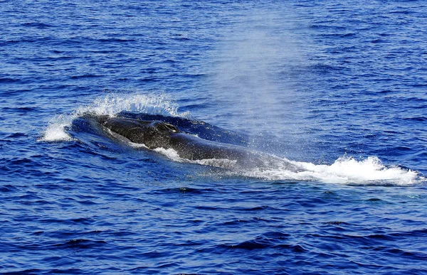 Δεύτερο Μεγαλύτερο Ζώο Στον Πλανήτη Μετά Γαλάζια Φάλαινα Πτερύγιο Φάλαινας — Φωτογραφία Αρχείου
