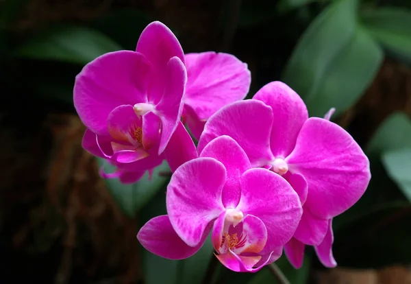 Bizim Botanik Bahçesinde Tropikal Çiçekler — Stok fotoğraf