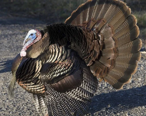 Pavo Macho Salvaje Pavoneándose Primavera — Foto de Stock