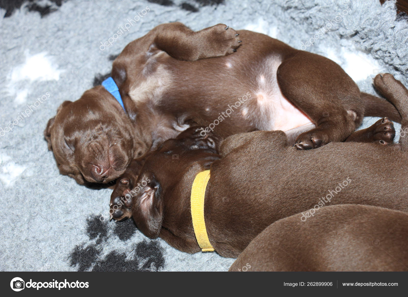 German Shorthaired Pointer Puppies Days Old Solid Liver Stock