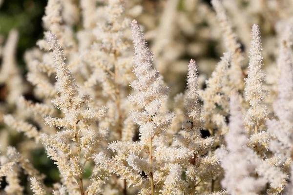 Λευκό Astilbe Λουλούδι Στον Κήπο — Φωτογραφία Αρχείου