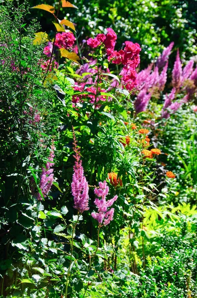 Exuberante Jardín Con Flores Púrpuras —  Fotos de Stock