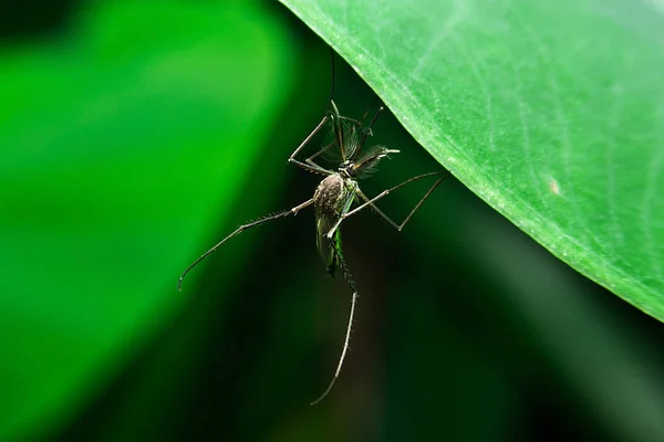 具有特写详细视图的蚊子 — 图库照片