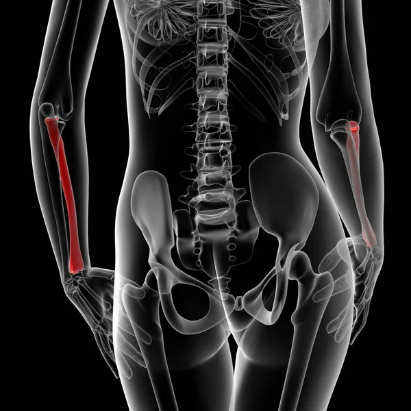 Işlenmiş Illüstrasyon Kadın Radius Kemik Arkadan Görünüm — Stok fotoğraf