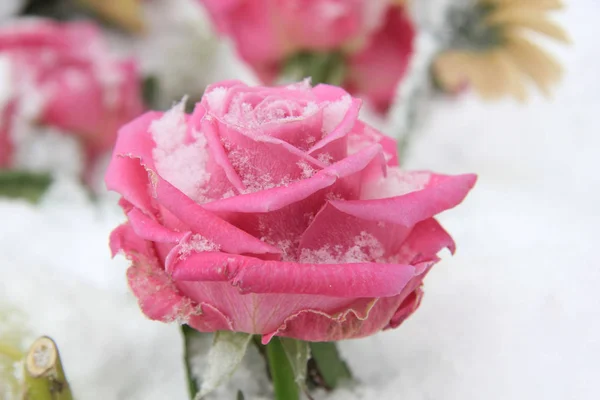 Eine Leuchtend Rosa Rose Schnee — Stockfoto